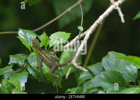 Drachenreptil (Reptilia) umgeben von üppiger tropischer Flora in der monsoonalen Regenzeit der Tiwi-Inseln, Australien. Stockfoto