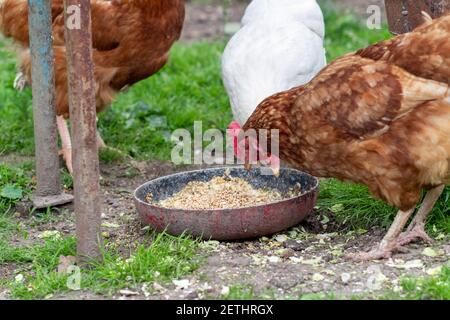 Huhn frisst Hafer aus einer Schüssel. Huhn im Dorf. Hafer in einer Schüssel Stockfoto