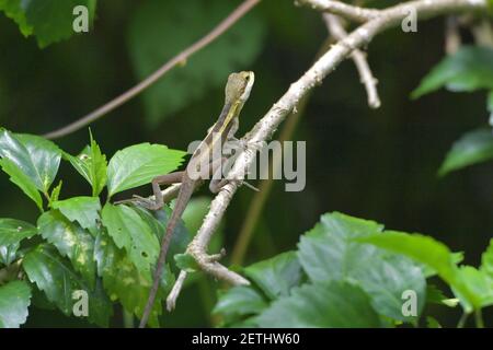 Drachenreptil (Reptilia) umgeben von üppiger tropischer Flora in der monsoonalen Regenzeit der Tiwi-Inseln, Australien. Stockfoto