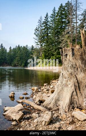 Geheimnisvolle Herbstlandschaft eines riesigen Stumpfes eines alten Gefällter Baum am felsigen Ufer des Lake Lacamas eingerahmt Durch grünen Wald ertrinken in einem schweren Dunst o Stockfoto