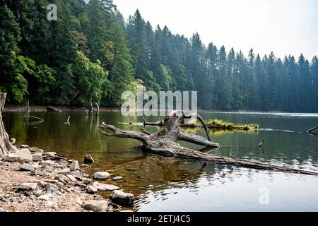 Geheimnisvolle Winterlandschaft von einem im Wasser gefallen Lacamas See alte Stempelbaum mit Wurzel und Stamm gerahmt Durch grünen Wald, der in einem schweren Dunst ertrinkt Stockfoto