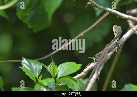 Drachenreptil (Reptilia) umgeben von üppiger tropischer Flora in der monsoonalen Regenzeit der Tiwi-Inseln, Australien. Stockfoto