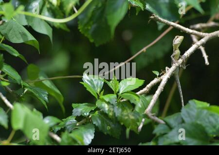 Drachenreptil (Reptilia) umgeben von üppiger tropischer Flora in der monsoonalen Regenzeit der Tiwi-Inseln, Australien. Stockfoto