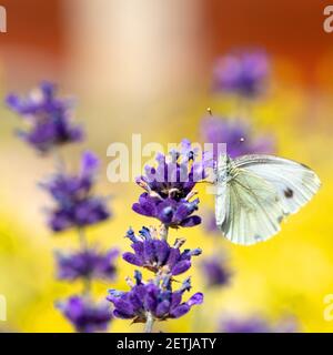Gewöhnlicher Kohl Weißer Schmetterling auf violettem Lavendel im Frühlingsgarten, Sommerkonzept Stockfoto