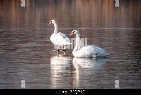 Weißer stummer Schwan, der sich auf einem gefrorenen Teich entspannt. Natur Frühling Winter Szene. Tschechische Republik, Europäische Landschaft Tierwelt. Stockfoto