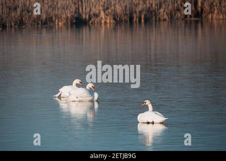 Weißer stummer Schwan, der sich auf einem gefrorenen Teich entspannt. Natur Frühling Winter Szene. Tschechische Republik, Europäische Landschaft Tierwelt. Stockfoto