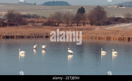 Weißer stummer Schwan, der sich auf einem gefrorenen Teich entspannt. Natur Frühling Winter Szene. Tschechische Republik, Europäische Landschaft Tierwelt. Stockfoto