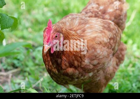 Hühnchen aus nächster Nähe auf dem Land. Der Anbau von Hühnern. Die Herstellung von Eiern Stockfoto
