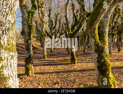 Alte Lindenallee, Katvaru Herrenhaus Park, der so geisterhaft und ungewöhnlich aussieht - genau wie aus Märchen, Katvaru Herrenhaus, Lettland Stockfoto