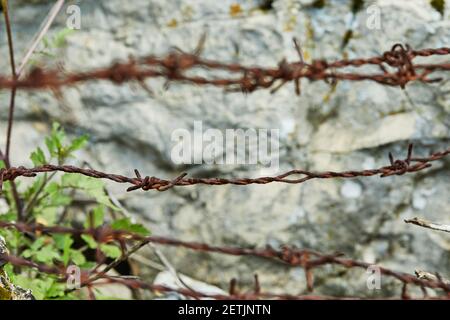 Rostiger Stacheldraht auf einem Hintergrund aus Stein und Pflanzen Stockfoto
