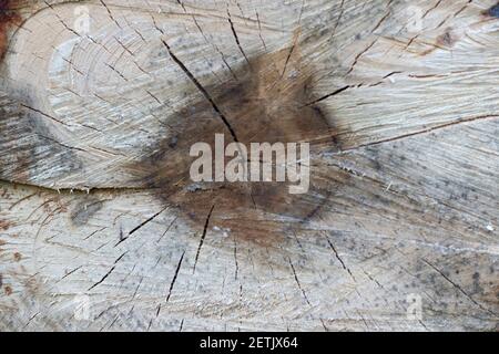 Detailansicht eines gefällten Baumstamms im Wald. Hintergrund eines gefällten Baumstammes, stumpf Textur Stockfoto