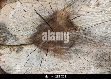 Detailansicht eines gefällten Baumstamms im Wald. Hintergrund eines gefällten Baumstammes, stumpf Textur Stockfoto