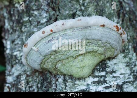 Polyporales Pilz wächst auf dem Stamm einer Birke Stockfoto
