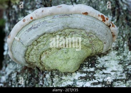 Polyporales Pilz wächst auf dem Stamm einer Birke Stockfoto