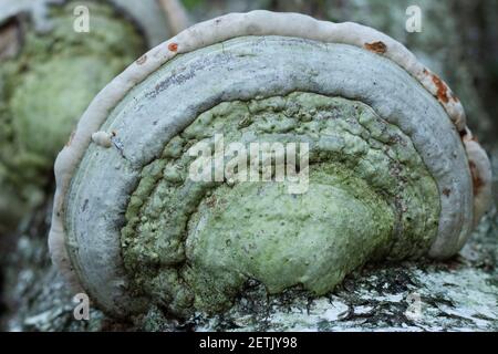 Polyporales Pilz wächst auf dem Stamm einer Birke Stockfoto