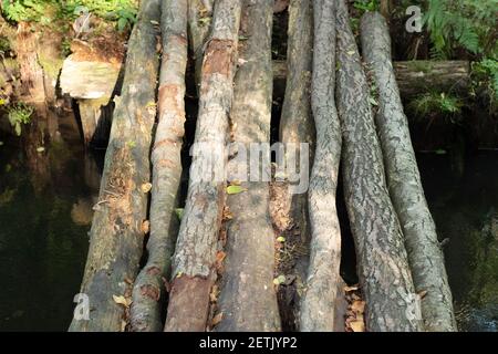 Hintergrund von Holzstämmen liegen in der Nähe. Hintergrund von Holzstämmen Stockfoto