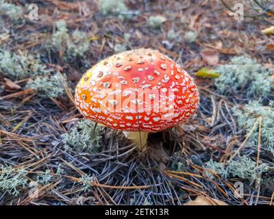 Schöne rote Fliege Agaric im Wald gereift. Rote Fliege Agaric mit weißen Flecken Stockfoto