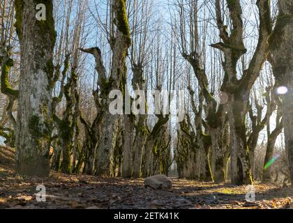 Alte Lindenallee, Katvaru Herrenhaus Park, der so geisterhaft und ungewöhnlich aussieht - genau wie aus Märchen, Katvaru Herrenhaus, Lettland Stockfoto