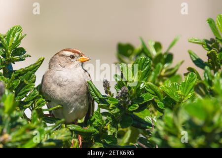 Der weißgekrönte Sperling, Nahaufnahme Porträt von schönen kleinen Vogel umrahmt von grünen Ästen von Strauch Stockfoto