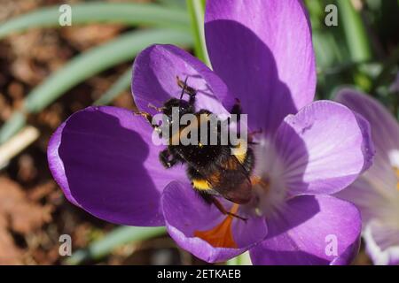 Königin, Hummel Arten im Bombus lucorum-Komplex, Familie Apidae auf der Blüte der Krokus der Familie Iridaceae. Holländischer Garten. Spätswinter, Stockfoto