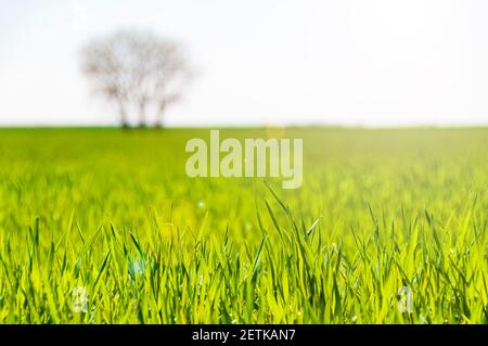 Farm Feld mit frischen grünen Sprossen von Weizen. Frühling auf dem Land. Selektiver Fokus auf die vorderen Aufnahmen. Stockfoto