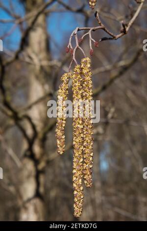 Männliche Kätzchen und kleine weibliche Blüten der europäischen Schwarzerle Im Frühling Stockfoto