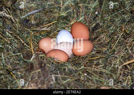 Hühnereier im Nest. Hühnernest. Die Eier sind im Nest Stockfoto