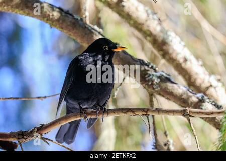 Blackbird Stockfoto