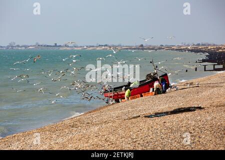 Fischer laden ihren Fang an einem Strand, umgeben von Möwen. Stockfoto