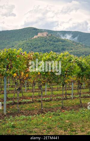 Weinberg neben der Kellerei Isler bei Neustadt, Deutschland. Bäume und Nebel umgeben Hambach Caslte auf einem Hügel. Stockfoto