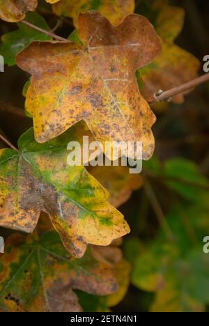 Nahaufnahme Herbstblätter noch auf Baum. Herbstfarben Stockfoto
