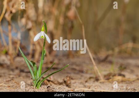 Einzelner Schneeglöckchen, der im Sand eines Flussufers wächst, auch Galanthus nivalis oder Schneegloeckchen genannt Stockfoto