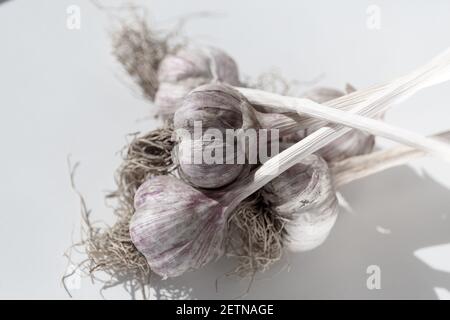 Knoblauchzwiebel für Lebensmittel. Der gesammelte Haufen Knoblauchköpfe liegt auf einem Haufen. Nahaufnahme Knoblauchanzeige mit Stielen und Wurzeln. Stockfoto