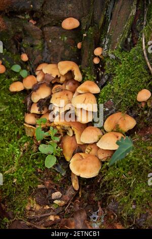 Waldland im Herbst in Großbritannien. Nahaufnahme Pilze im Herbst wächst an der Basis des Baumes Stockfoto