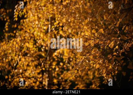 Herbstliche Waldszene in Großbritannien im Herbstlicht. Blätter drehen und Herbstfarben Stockfoto