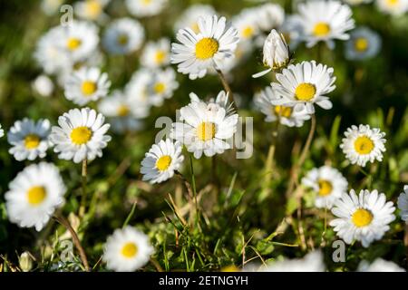Abstraktes Muster von schönen wilden Gänseblümchen (weiße Blume), Verwendung für Hintergrund oder Hintergrund in natürlicher Umgebung und Konzept. Stockfoto