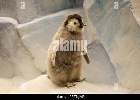 Ein ausgestopftes Kaiserpinguin Küken, kleiner Pinguin Stockfoto
