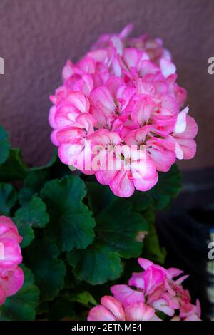 Pishny blühende, rosa Knospe von Pelargonium, Geranie. Blume aus nächster Nähe. Stockfoto