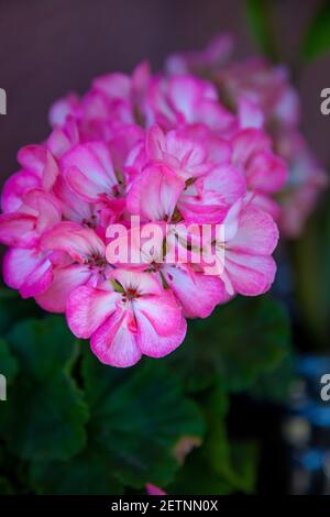 Pishny blühende, rosa Knospe von Pelargonium, Geranie. Blume aus nächster Nähe. Stockfoto