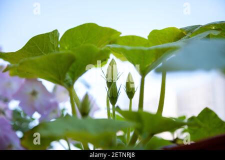 Kürbisblütenknospe. Zucchini anbauen. Blüten Blätter Knospen Stockfoto