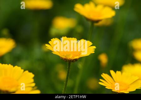 Gelbe Gänseblümchen (Euryops pectinatus) in einem ländlichen Garten Stockfoto