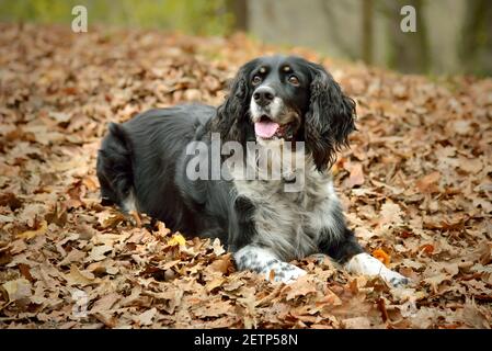 Englisch Springer Spaniel liegend in Herbstblättern Stockfoto