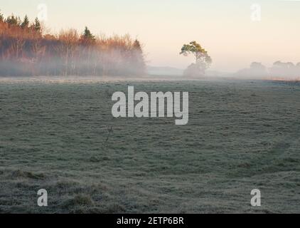 sonnenaufgang beleuchtet Wald umgeben von frühen Morgennebel Stockfoto