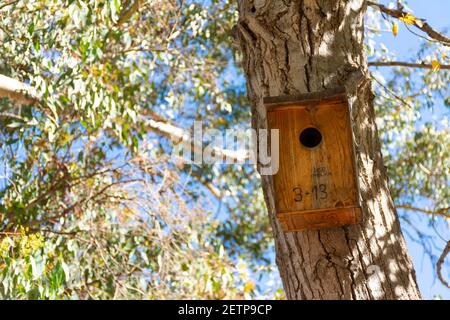 Künstliches Holznest, das an einem Baum in einem Park befestigt ist Zur Unterstützung der Vogelzucht Stockfoto
