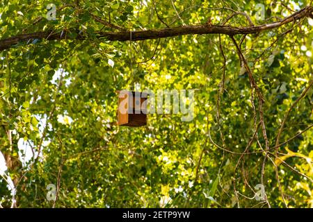 Hölzernes künstliches Nest, das an einem Baum in einem Park hängt, um die Vogelzucht zu unterstützen, mit grünem Hintergrund Stockfoto