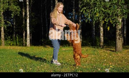 Schulmädchen mit langen schönen Haaren spielt mit russischen Spaniel Welpe Auf grüner Wiese gegen Birken am Herbsttag Stockfoto