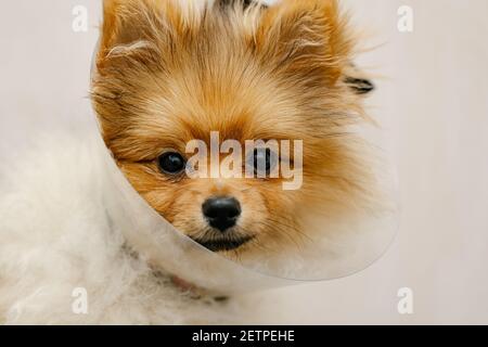 Trauriger pommerischer Hund im elisabethanischen Halsband, Plastikkegel, medizinischer Schutz des Tieres. Speicherplatz Kopieren Stockfoto