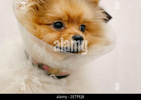 Trauriger pommerischer Hund im elisabethanischen Halsband, Plastikkegel, medizinischer Schutz des Tieres. Speicherplatz Kopieren Stockfoto