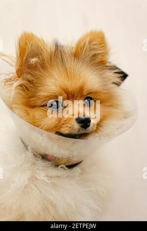 Süßer pommern in einem medizinischen Kragen Blick auf die Kamera. Kranker Hund. Nahaufnahme. Medizinischer Tierschutz. Stockfoto