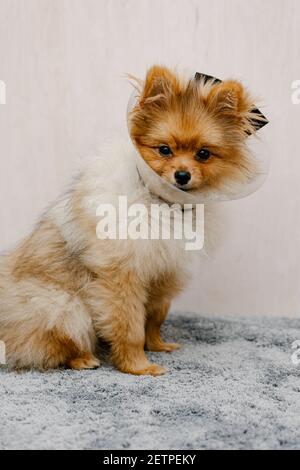 Trauriger pommerischer Hund im elisabethanischen Halsband, Plastikkegel, medizinischer Schutz des Tieres. Speicherplatz Kopieren Stockfoto